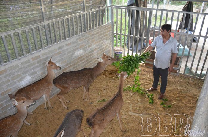 Anh Nguyễn Thành Long chăm sóc đàn hươu.
