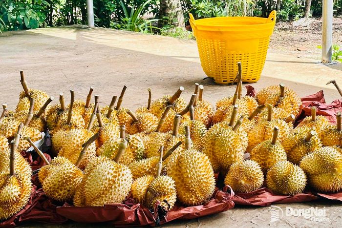 Sầu riêng vỏ vàng.