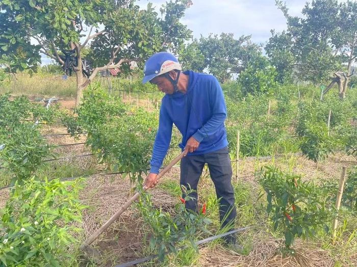  Ông Đinh Ueng (xã Chư A Thai) chăm sóc diện tích ớt trồng xen trong vườn điều. Ảnh: Vũ Chi 