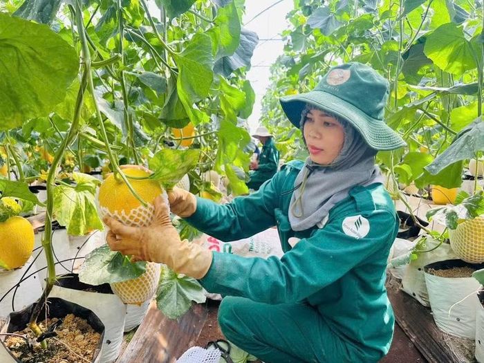  Người dân ở xã Ia Phí ứng dụng khoa học công nghệ vào sản xuất dưa lưới theo tiêu chuẩn VietGAP. Ảnh: Hồng Thương 