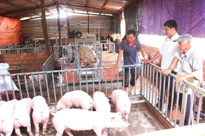 Việc áp dụng khoa học kỹ thuật vào chăn nuôi và xử lý chất thải đã góp phần bảo vệ môi trường. Ảnh: Quang Tấn 