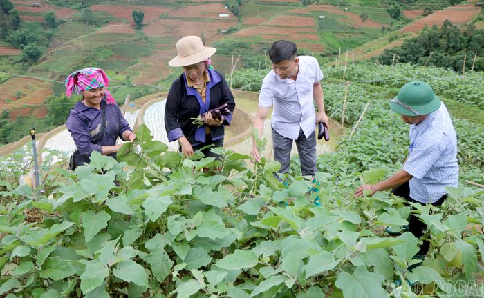 Sự đồng hành sát sao của đội ngũ cán bộ ngay tại ruộng vườn đã tiếp thêm động lực giúp người dân Lao Chải mạnh dạn chuyển đổi sang các loại cây trồng có giá trị kinh tế cao hơn. (Mô hình trồng cà tím trên ruộng bậc thang tại thôn Lao Chải).