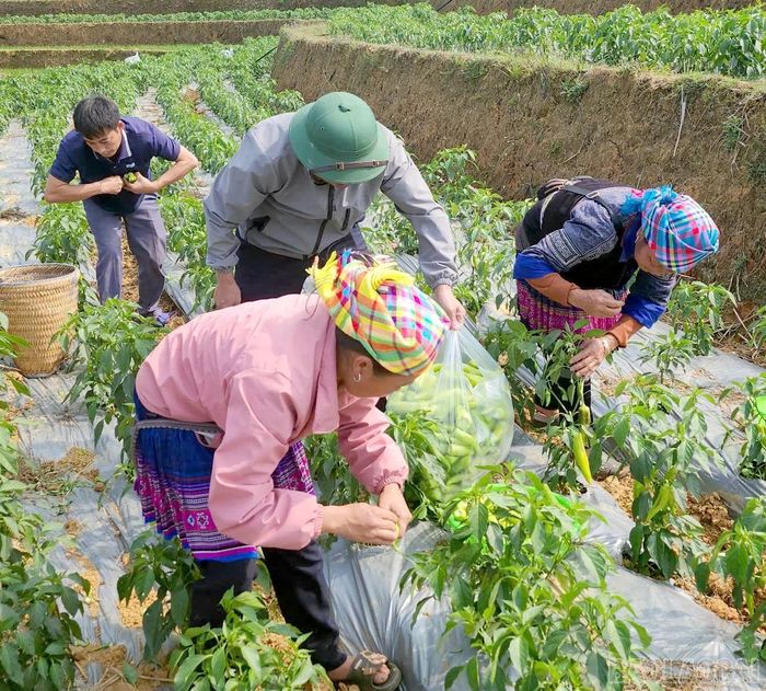 Cán bộ và Nhân dân cùng ra đồng thu hoạch ớt xuất khẩu.