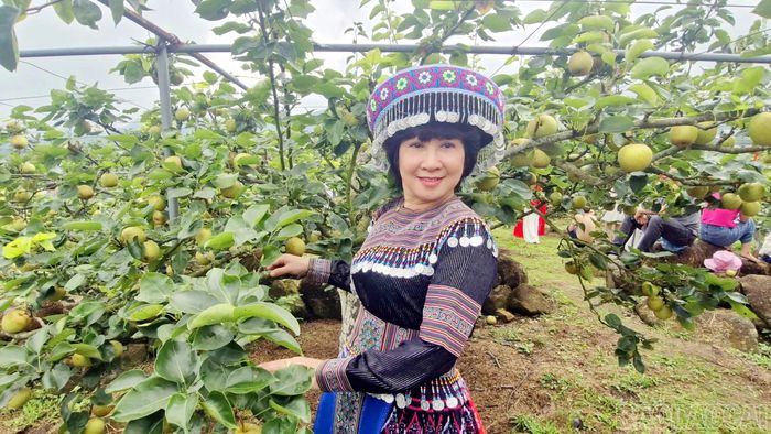 Chị Nguyễn Hồng Linh, du khách đến từ phường Lào Cai ấn tượng trước vẻ đẹp của những vườn lê chín.