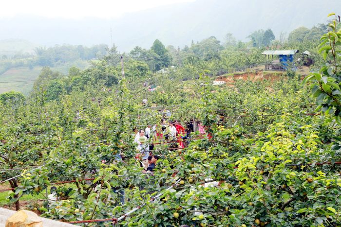 Vườn lê chín ở thôn Kin Chu Phìn 1 thu hút du khách tới tham quan, trải nghiệm.