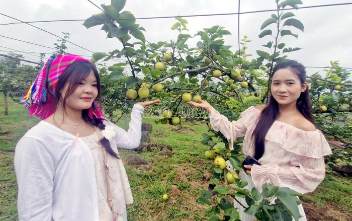 Du khách tham quan và trải nghiệm hái lê tại thôn Kin Chu Phìn 1, xã Mường Hum.
