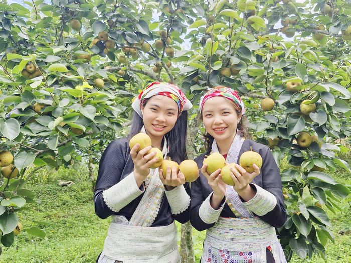 Niềm vui của đồng bào Dao đỏ xã Mường Hum giữa mùa lê chín.