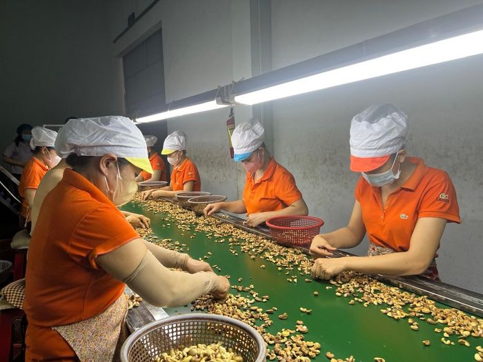 Sản xuất hạt điều xuất khẩu