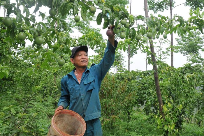 Sản xuất chanh dây phục vụ xuất khẩu đang mang lại nguồn thu nhập ổn định cho nông dân Lâm Đồng