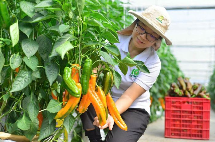 Xây dựng vùng nguyên liệu đạt chuẩn là nền tảng để mở rộng thị trường xuất khẩu rau, củ, quả của khu vực Đà Lạt