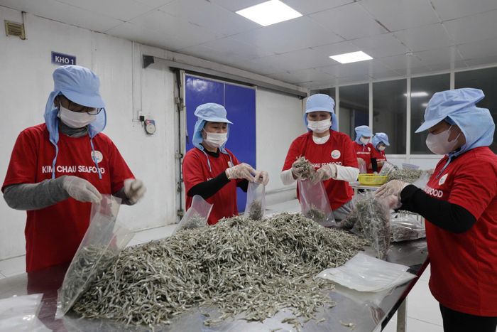 Sản xuất cá cơm khô xuất khẩu ở Công ty TNHH Hải sản Kim Châu