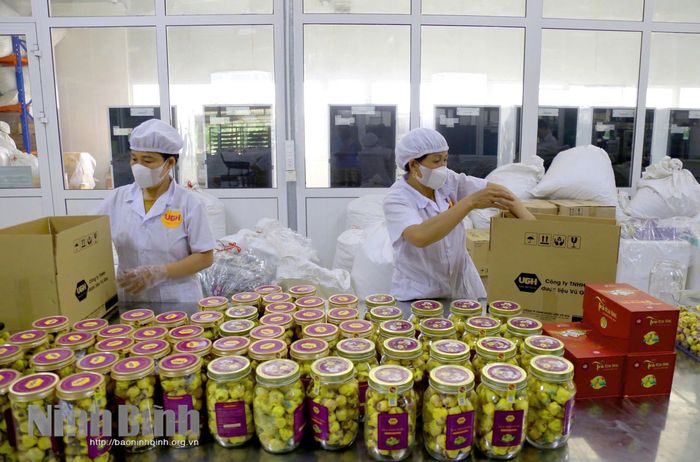 Nhân viên Công ty TNHH Dược liệu Vũ Gia đóng gói sản phẩm trà hoa vàng.