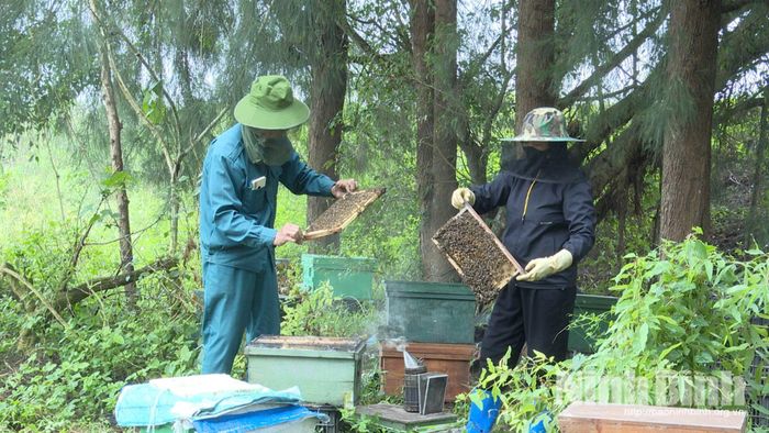 Tận dụng điều kiện tự nhiên để khai thác sản phẩm mật ong sú vẹt ở vùng bãi bồi khu vực Kim Sơn.