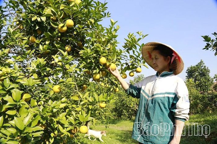 Mô hình trồng cam trên đất đồi của gia đình bà Đỗ Thị Định (khu 4) mang lại hiệu quả kinh tế cao.