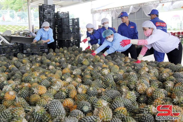 Công nhân Trung tâm Chế biến rau, quả Doveco Sơn La phân loại dứa nguyên liệu. Ảnh: Quàng Hưởng