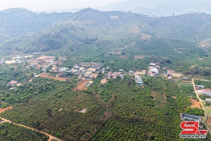 Vùng cây ăn quả tại xã Chiềng Mai. Ảnh: Quàng Hưởng