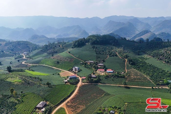 Vùng chè Bình Thuận dưới chân đèo Pha Đin. Ảnh: Quàng Hưởng