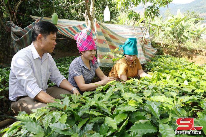 Vườn cây giống cà phê của người dân xã Chiềng Vàng.