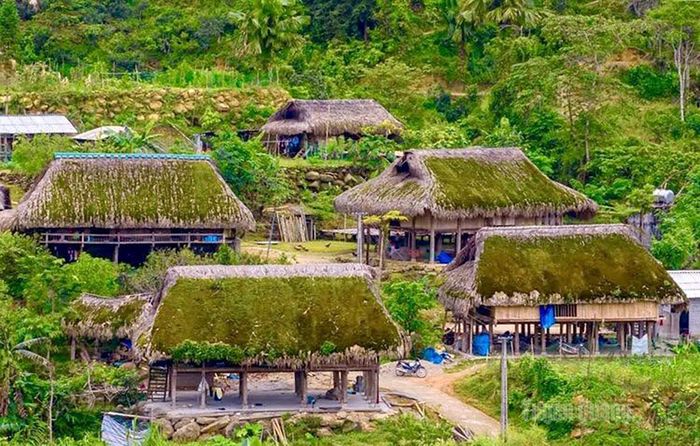 Trải qua thời gian, rêu ngày càng dày thêm.