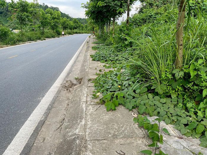 Nhiều đoạn vỉa hè dọc đường Phùng Hưng bị dây leo, cỏ dại xâm lấn, cần sớm được phát quang để bảo đảm an toàn và mỹ quan.