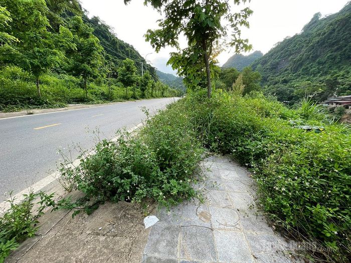 Cây cỏ phủ kín nhiều đoạn vỉa hè, khiến không gian dành cho người đi bộ gần như không còn.
