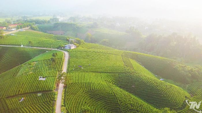 Đồi chè Cầu Đá, xã La Bằng.