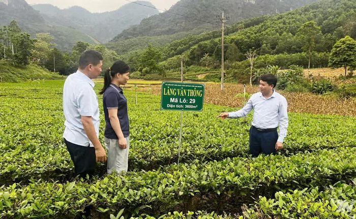 Đẩy mạnh chuẩn hóa vùng nguyên liệu chè phục vụ sản xuất sản phẩm OCOP tại nhiều vùng chè trên địa bàn tỉnh Thái Nguyên.