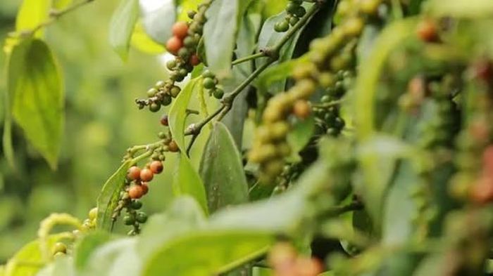 Giá tiêu hôm nay dao động từ 137.000 - 139.000 đồng/kg. Ảnh minh họa