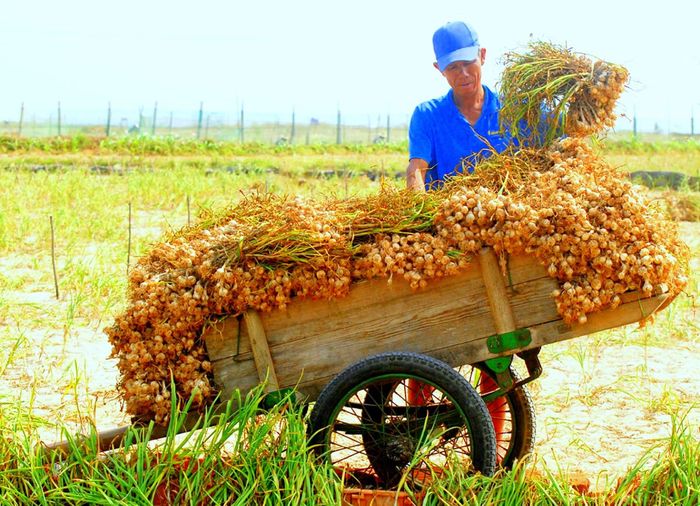  Cây tỏi ở Lý Sơn bây giờ không chỉ là sản phẩm vật chất, mà còn là câu chuyện văn hóa được kể cho du khách 