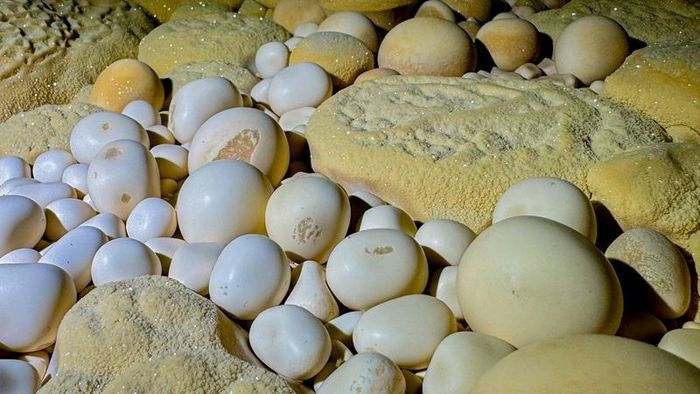 Đặc biệt, đội thám hiểm còn ghi nhận sự xuất hiện của số lượng lớn cụm ngọc động với kích thước ấn tượng mà ngay cả chuyên gia hang động với nhiều năm kinh nghiệm như Jungle Boss cũng chưa từng thấy. Những viên ngọc động tròn trịa, trắng nhẵn và sáng lấp lánh, nằm tập trung trong các hốc đá tự nhiên, đây là một trong những minh chứng cho quá trình địa chất nổi bật trong lòng hang Thắng. 