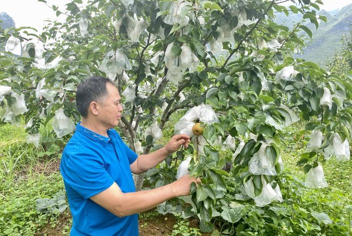  Sản phẩm quả lê của gia đình ông Mông Văn Quốc, xóm Bản Chuồng, xã Xuân Trường đạt OCOP 3 sao. Ảnh Quốc Sơn 