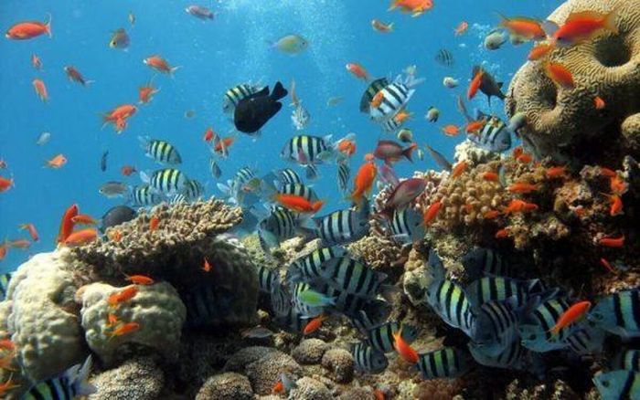 Động, thực vật biển phong phú, đa dạng