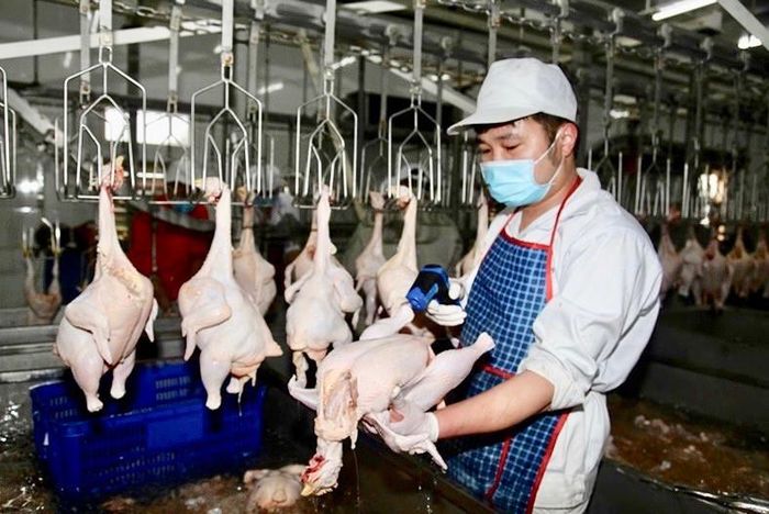 Giết mổ gia cầm tại một cơ sở trên địa bàn Hà Nội. Ảnh: CTV