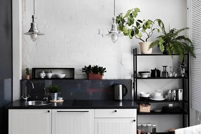 Bạn có thể trồng những loại cây lưỡi hổ, trầu bà vàng, lô hội, dương xỉ ngay trong bếp.