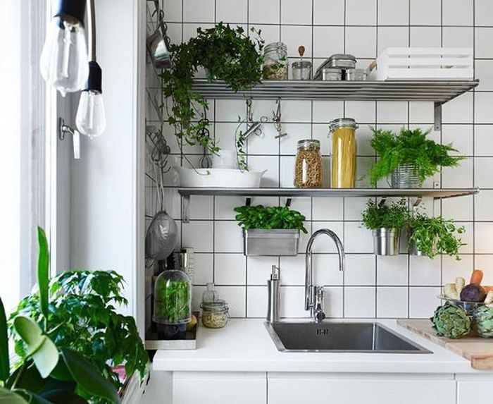 Chức năng chính của những loại cây thanh lọc không khí này đó chính là hấp thụ các khí cacbonic hoặc khí bốc lên từ bếp ga, giúp nhà bếp tránh được việc bị ngột ngạt, khó chịu.