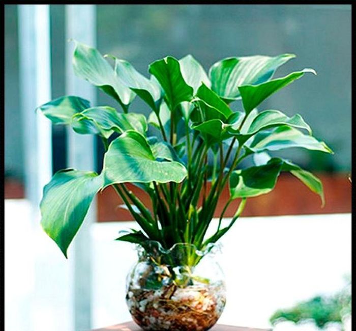 Chủ nhân tuổi này cũng ưu tiên trồng các loại cây thủy sinh (trồng cây dưới nước), bởi Thủy sinh Mộc, sẽ hỗ trợ người mệnh Mộc gặp nhiều may mắn, thuận lợi trong công việc, tài vận.