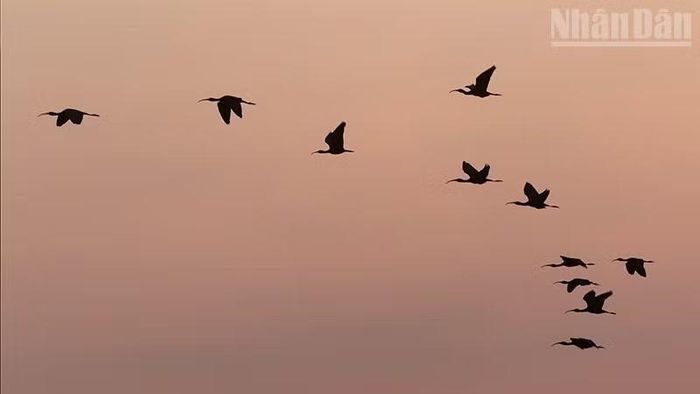 Đa dạng sinh học, nền tảng của an ninh sinh thái.