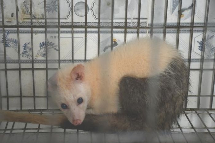 Trong trang trại, có 10 cá thể chồn hương đột biến, đặc biệt như 2 màu, xanh mắt ngọc, đỏ ruby. Với các dân sưu tầm, các cá thể chồn hương này giá dao động hàng trăm triệu đồng.