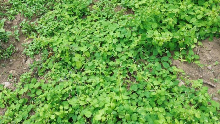  Sâm dây phát triển tốt tươi. Ảnh: HỮU PHÚC 