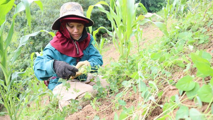  Đồng bào Xơ Đăng chăm sóc sâm dây. Ảnh: HỮU PHÚC 