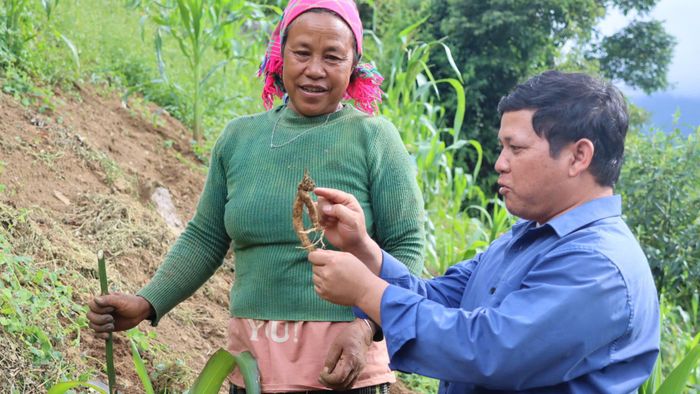  Củ sâm dây vừa được đào từ núi. Ảnh: HỮU PHÚC 