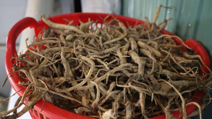  Sâm dây sau khi phơi khô. Ảnh: HỮU PHÚC 
