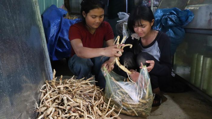 Sâm dây tươi vừa thu hoạch, đưa về tiêu thụ tại các đại lý. Ảnh: HỮU PHÚC 