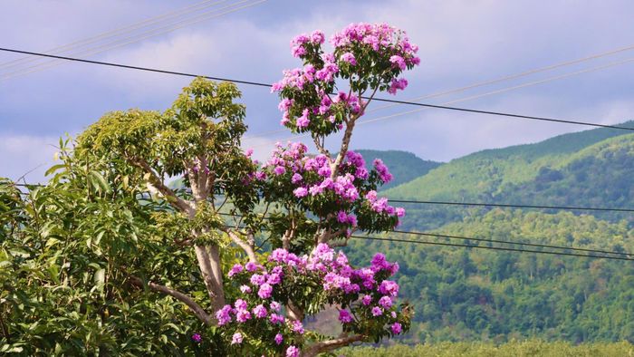  Một "tháp hoa" nở rực. Ảnh: HỮU PHÚC 