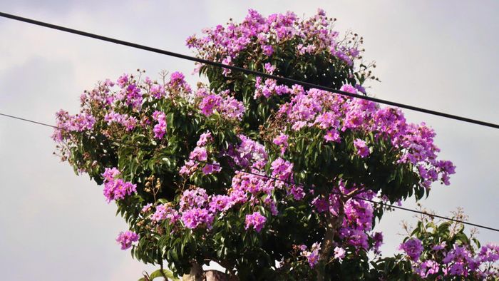  Hoa bung nở. Ảnh: HỮU PHÚC 