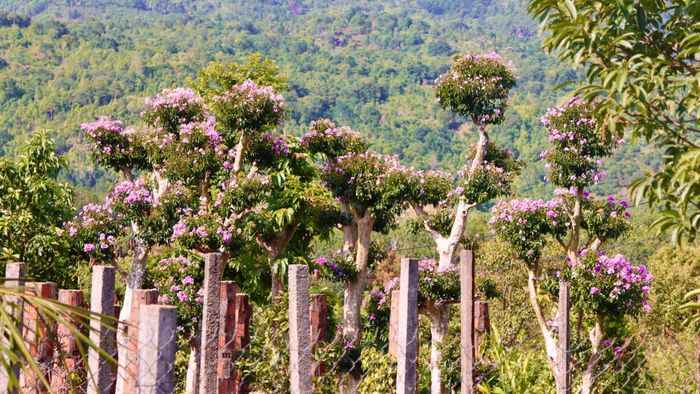 Một vườn cây bằng lăng đang nở hoa. Ảnh: HỮU PHÚC 