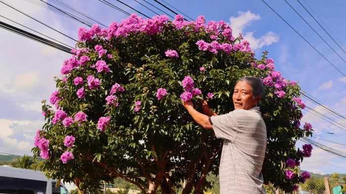  Một cây bằng lăng tán rộng, đang rực sắc. Ảnh: HỮU PHÚC 