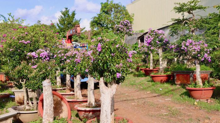  Bằng lăng đã vào chậu. Ảnh: HỮU PHÚC 