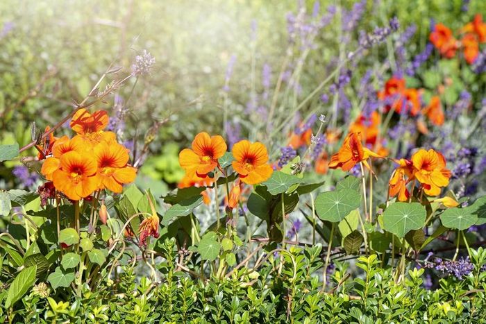 Ảnh: hcountrylife.co