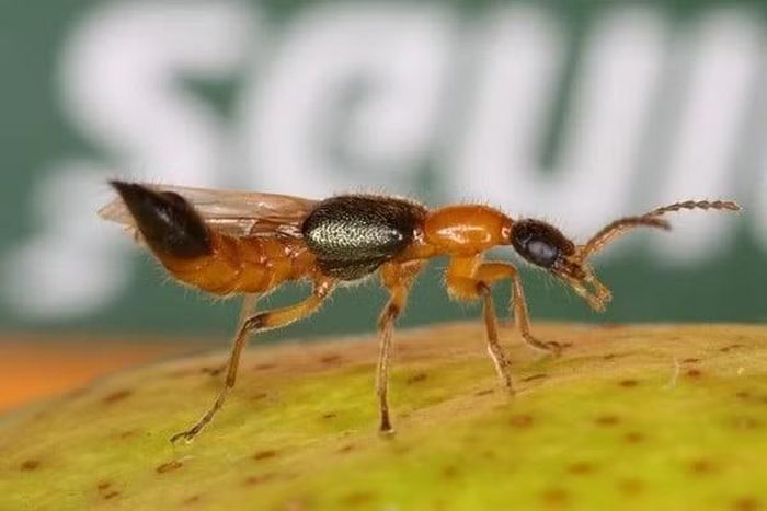 Nguồn: Phunutoday.vn